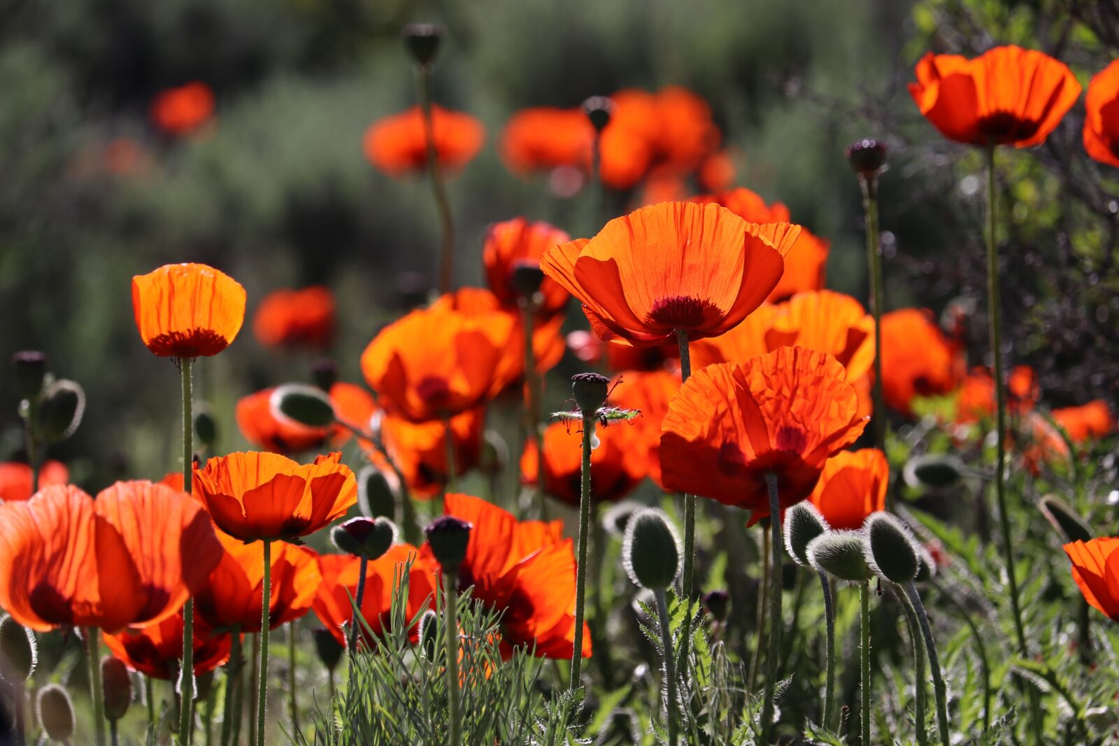 Canon EOS 80D sample photo. Remembrance day, poppy, red photography