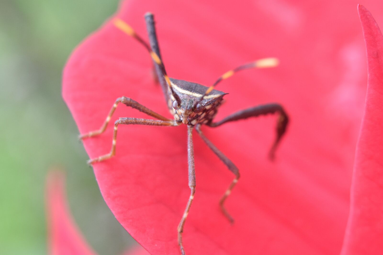 Nikon D5300 sample photo. Insect, beetle, nature photography