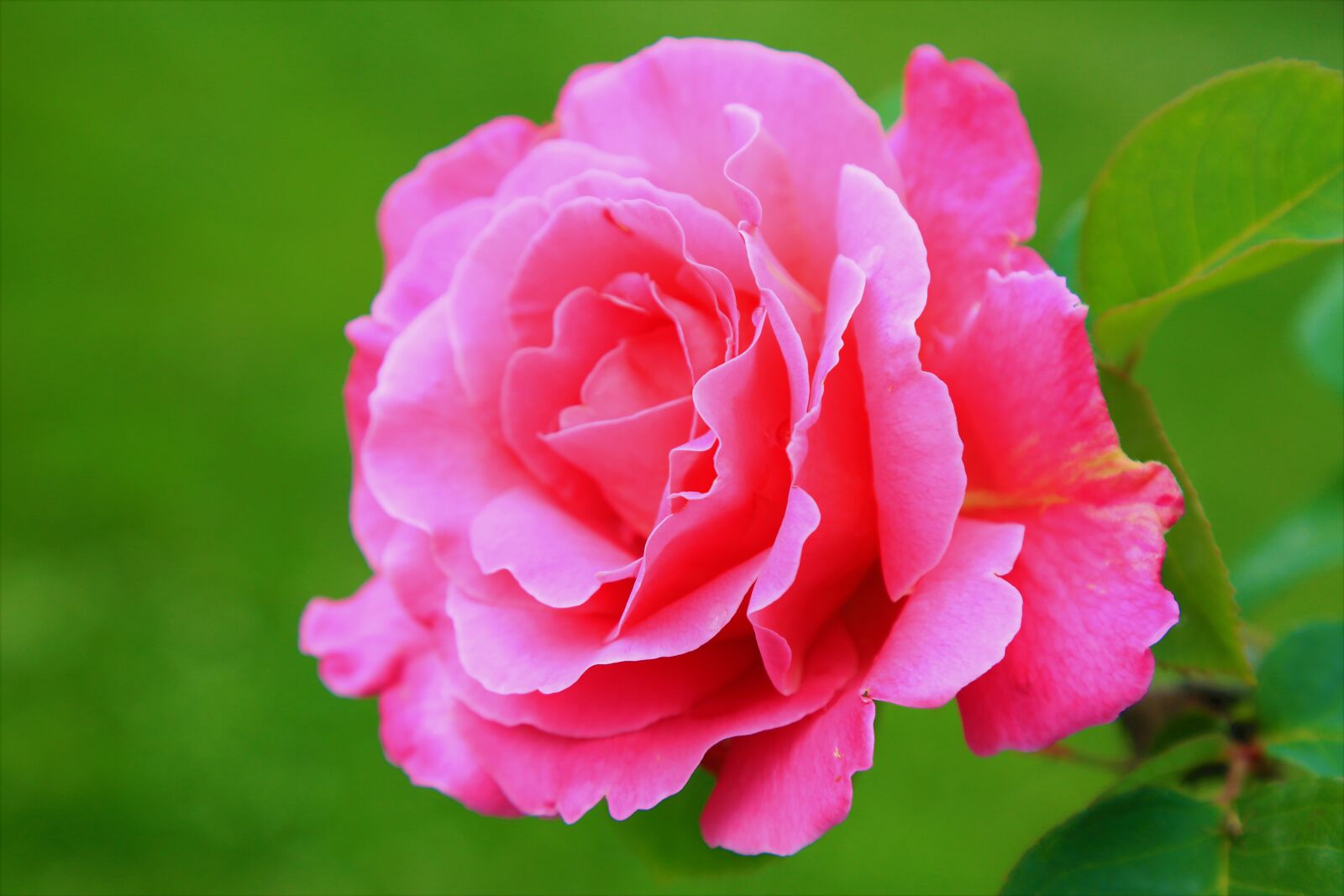Canon EOS 5D Mark III sample photo. Rose, spring, nature photography