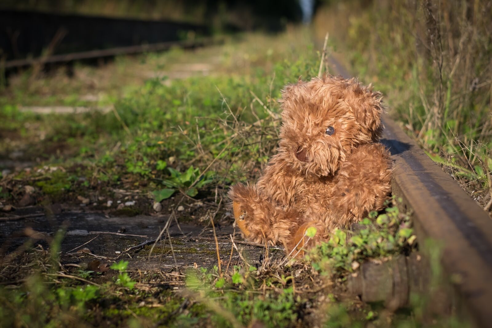 Fujifilm X-T1 + Fujifilm XF 35mm F1.4 R sample photo. Old, teddy, bear photography