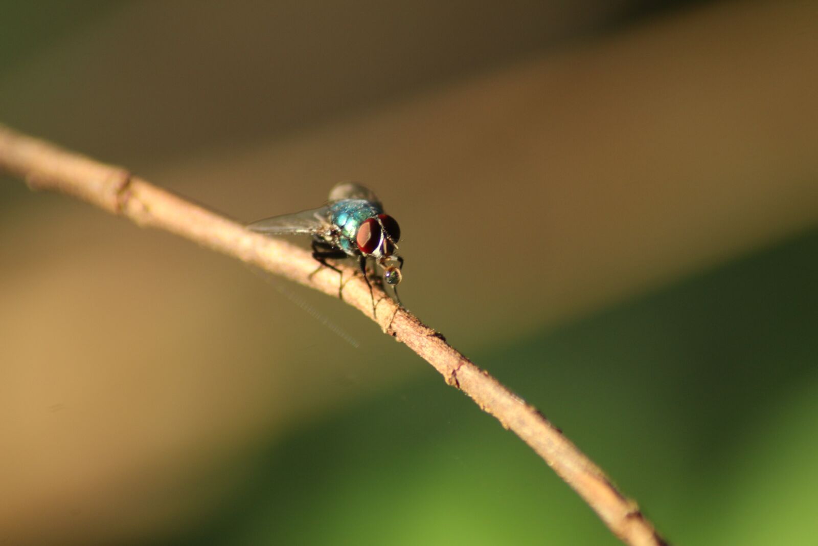 Canon EOS 700D (EOS Rebel T5i / EOS Kiss X7i) sample photo. Fly, animal, nature photography