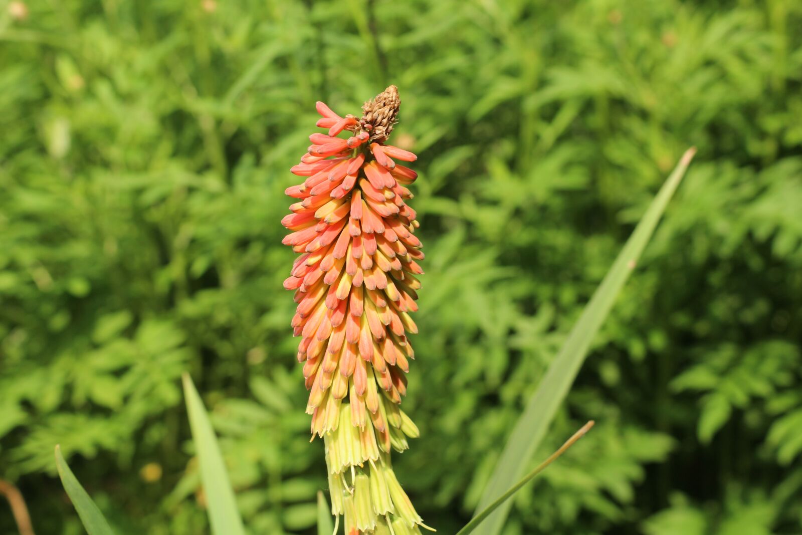 Canon EOS 1200D (EOS Rebel T5 / EOS Kiss X70 / EOS Hi) sample photo. Trytoma groniasta, a flower photography