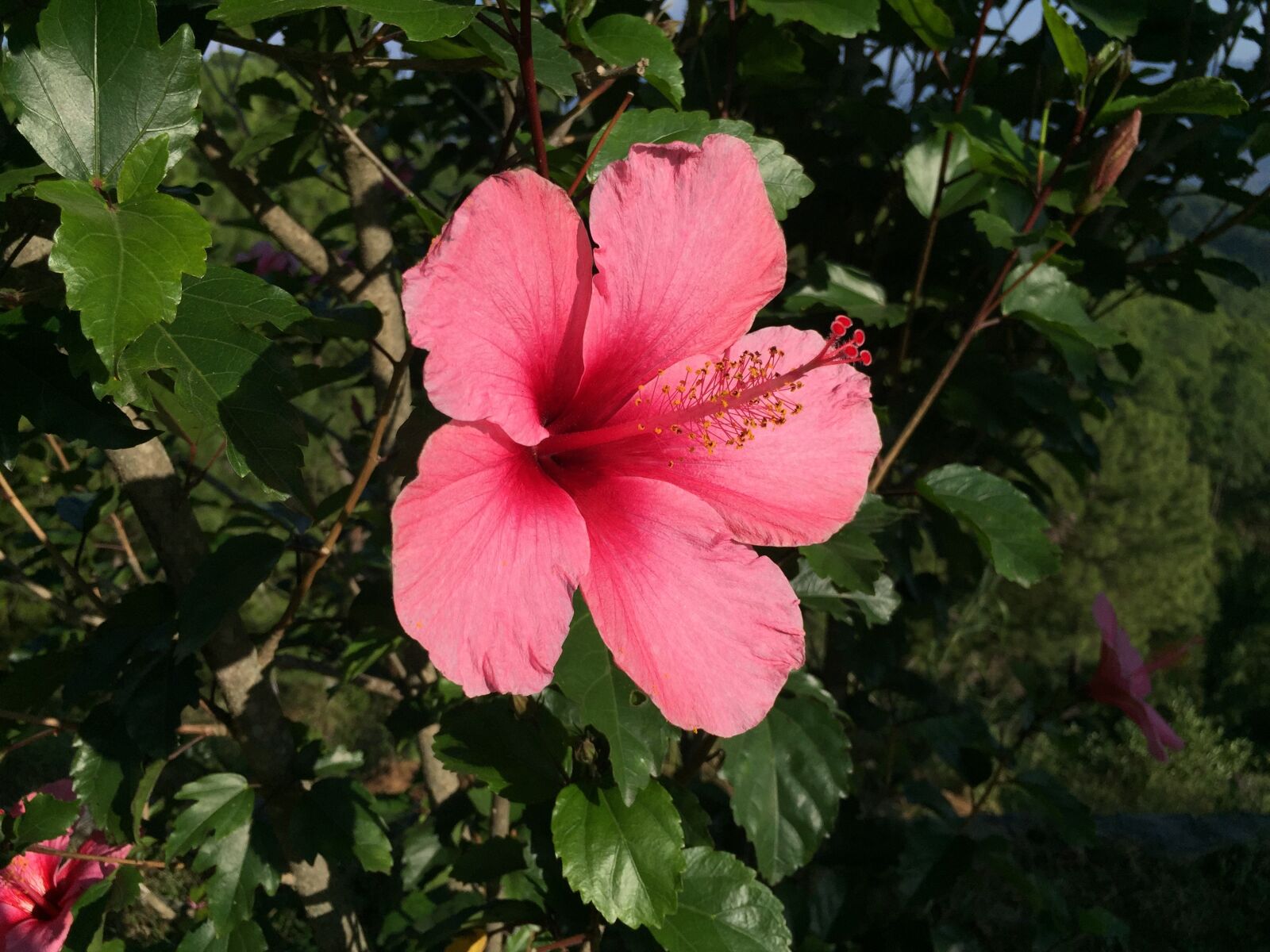 Apple iPhone 6 sample photo. Ibiscus, flower, nature photography