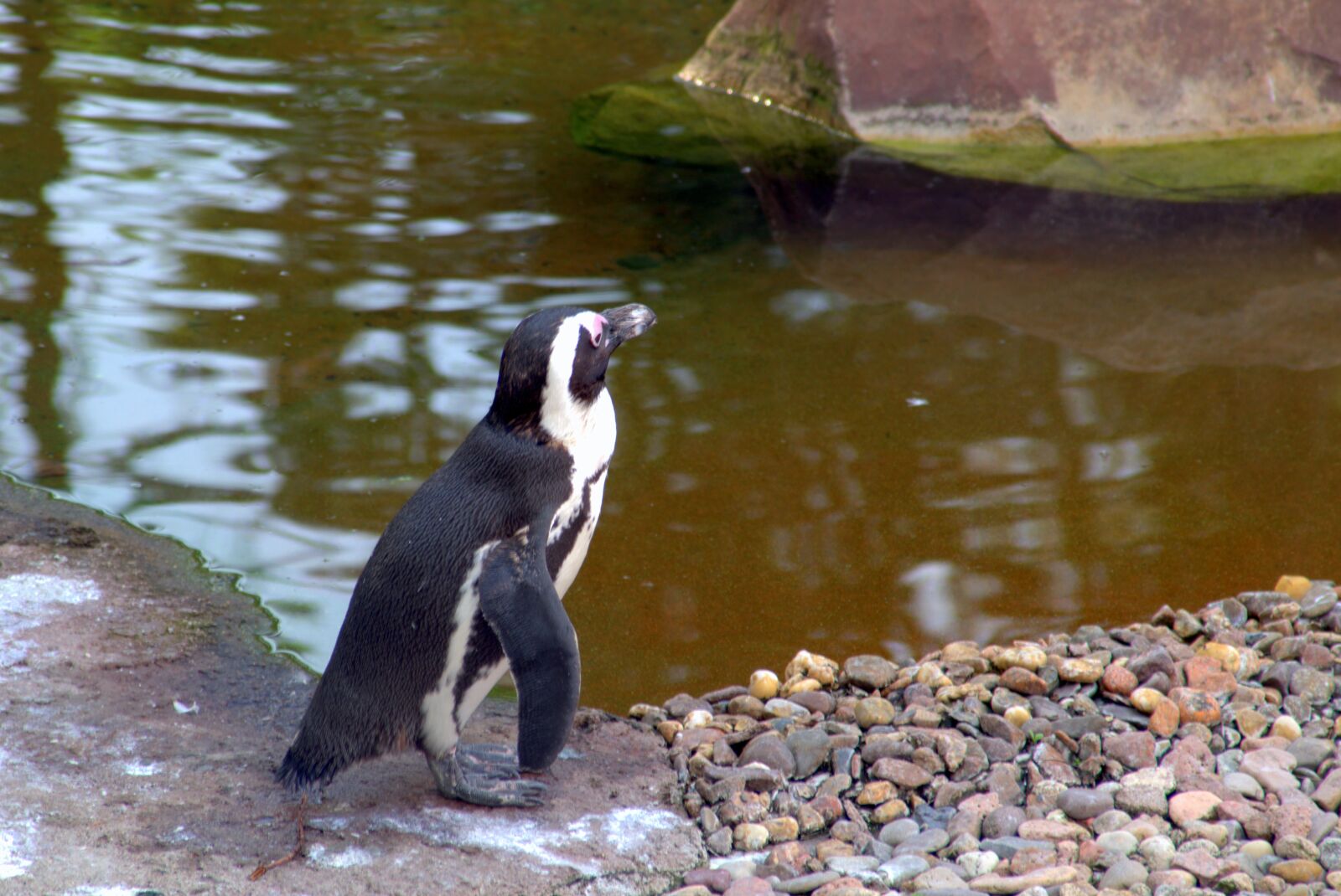 Pentax K-S2 sample photo. Penguin, bird, water bird photography