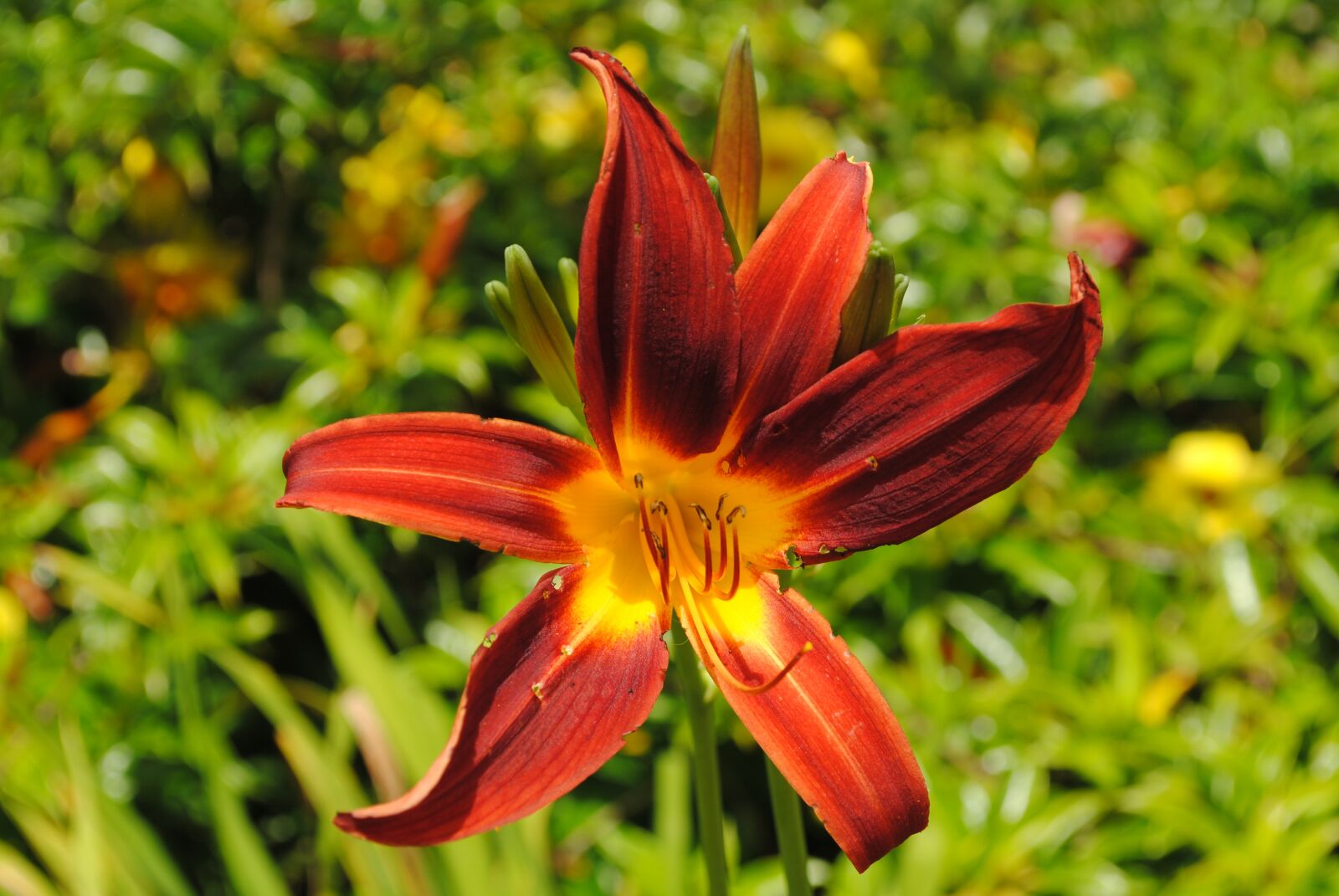 Nikon D3000 sample photo. Day lily, serrated, flower photography