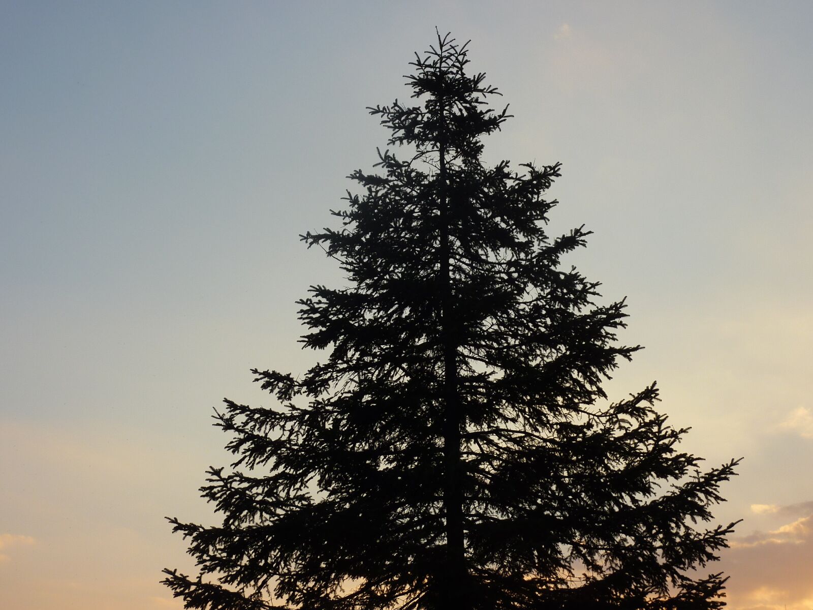 Panasonic DMC-TZ7 sample photo. Tree, sky, view photography