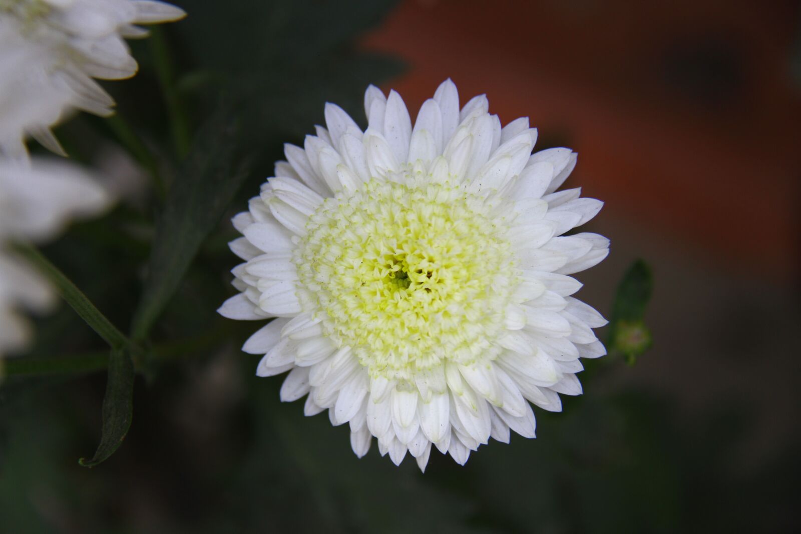 Canon EOS 7D sample photo. Chrysanthemum, mum, colorful photography