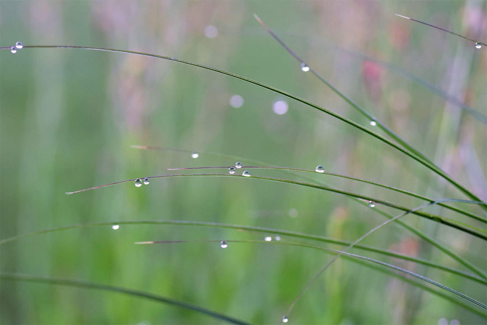 Nikon D5500 sample photo. Grass, dewdrop, drop of photography