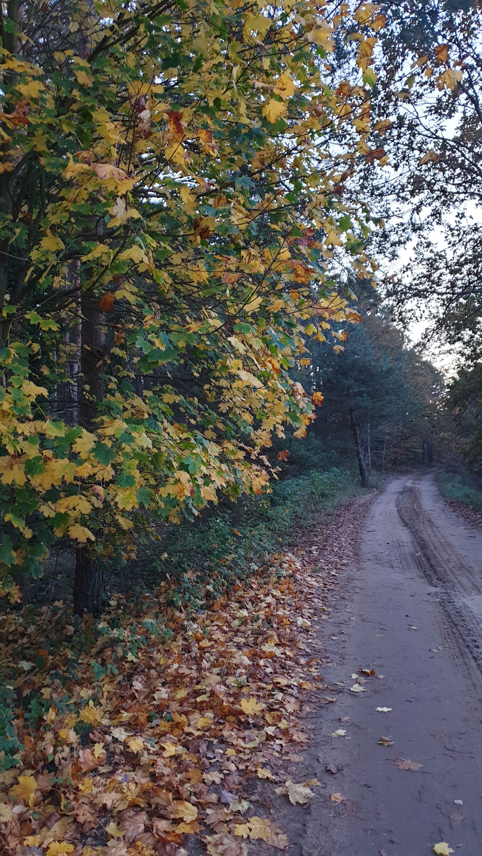 Samsung Galaxy S9 sample photo. Wood, road, autumn photography