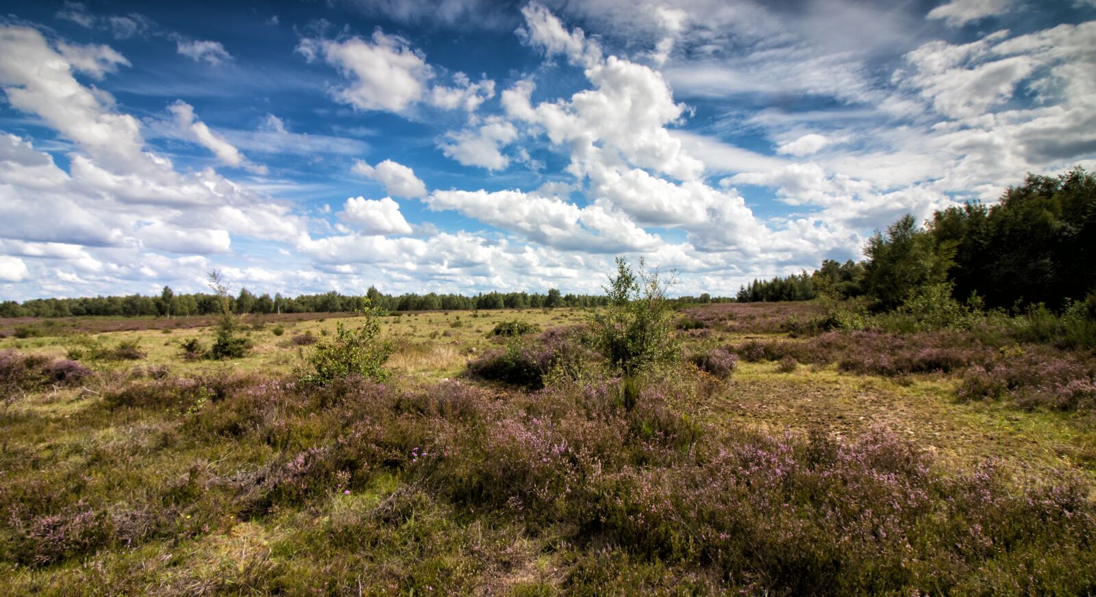 Canon EOS 80D sample photo. Heide, heather, eifel photography