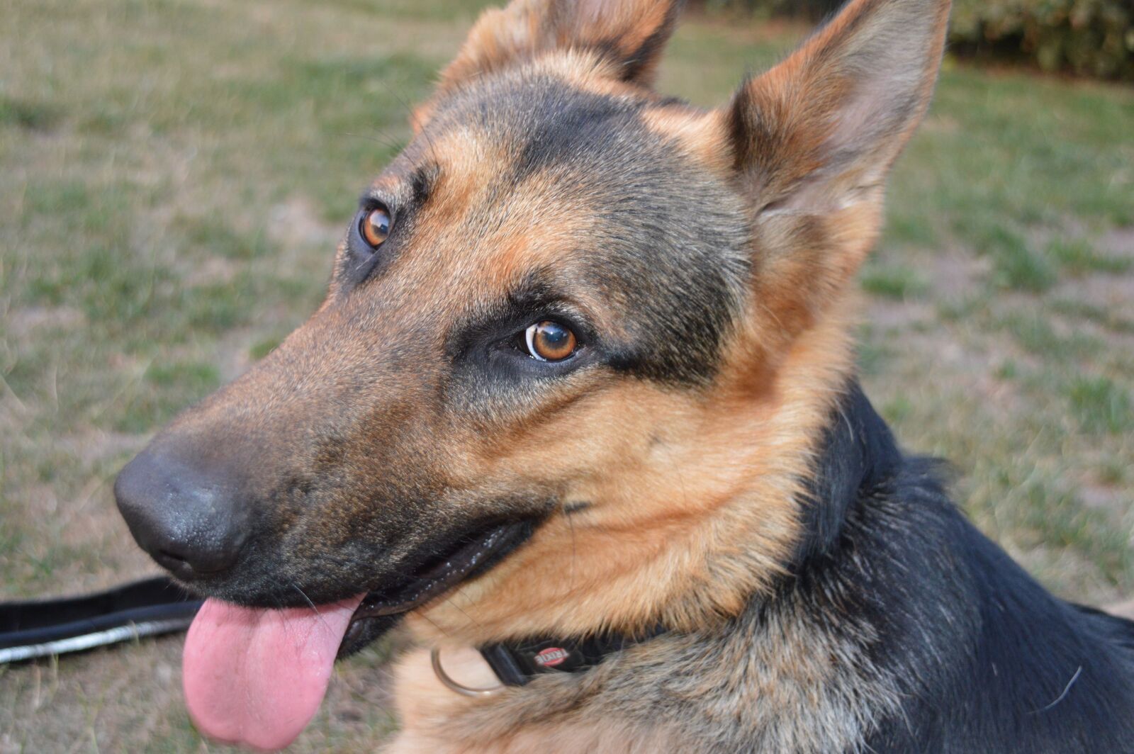 Nikon D3200 sample photo. Dog, animal, portrait photography