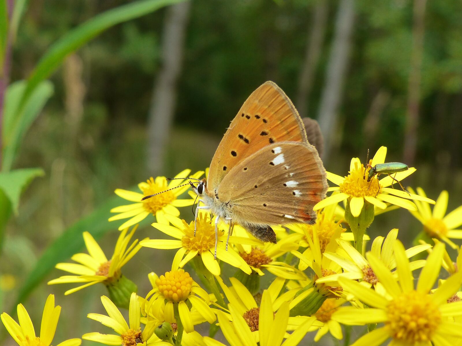 Panasonic Lumix DMC-FZ200 sample photo. Nature, insect, butterfly day photography