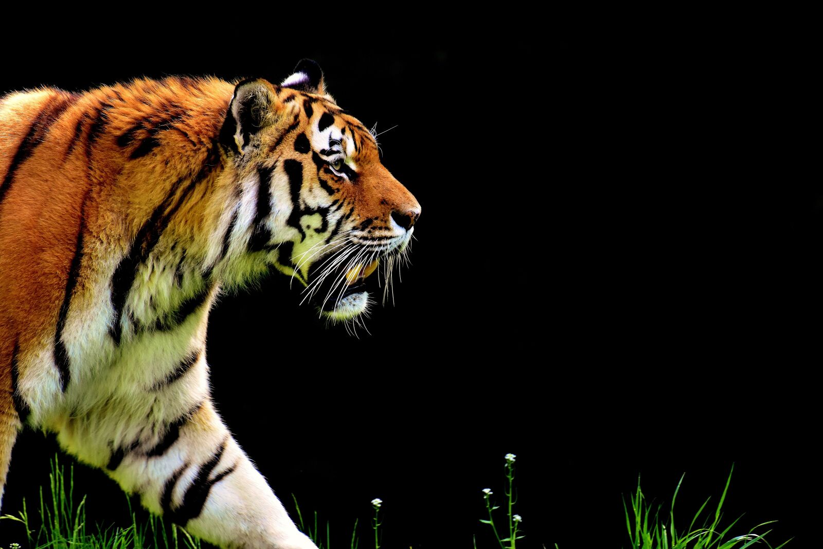 Nikon D7200 sample photo. Tiger, predator, fur photography
