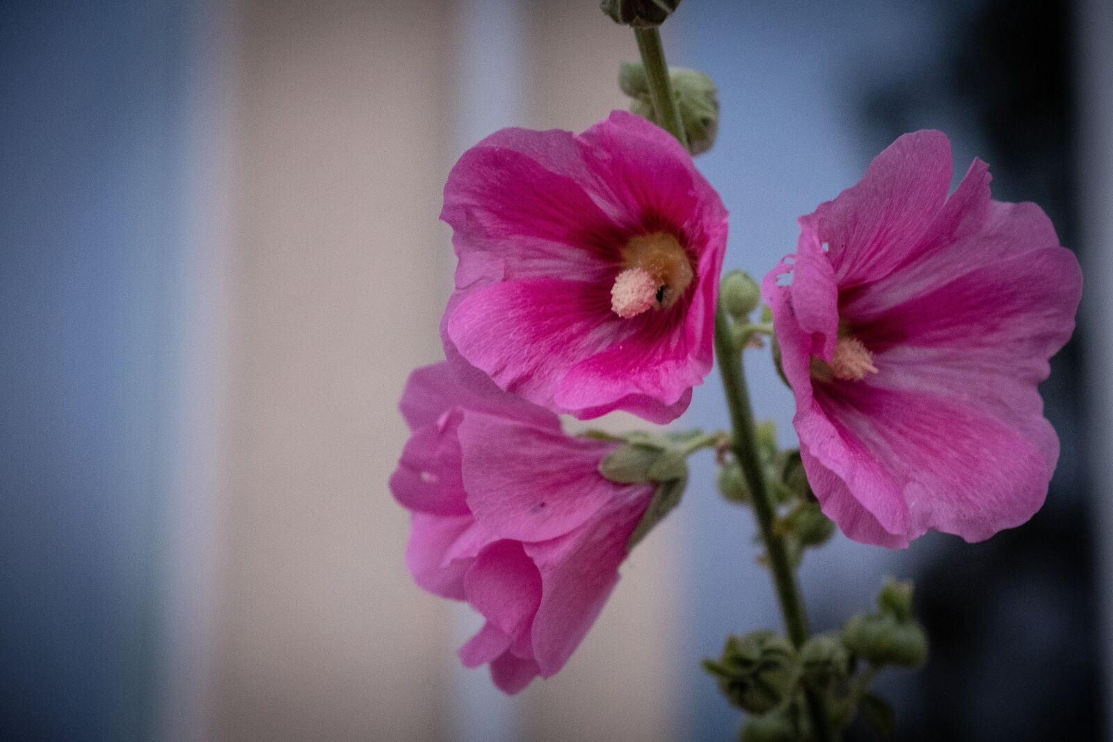 Fujifilm X-T2 sample photo. Flower, nature, blossom photography