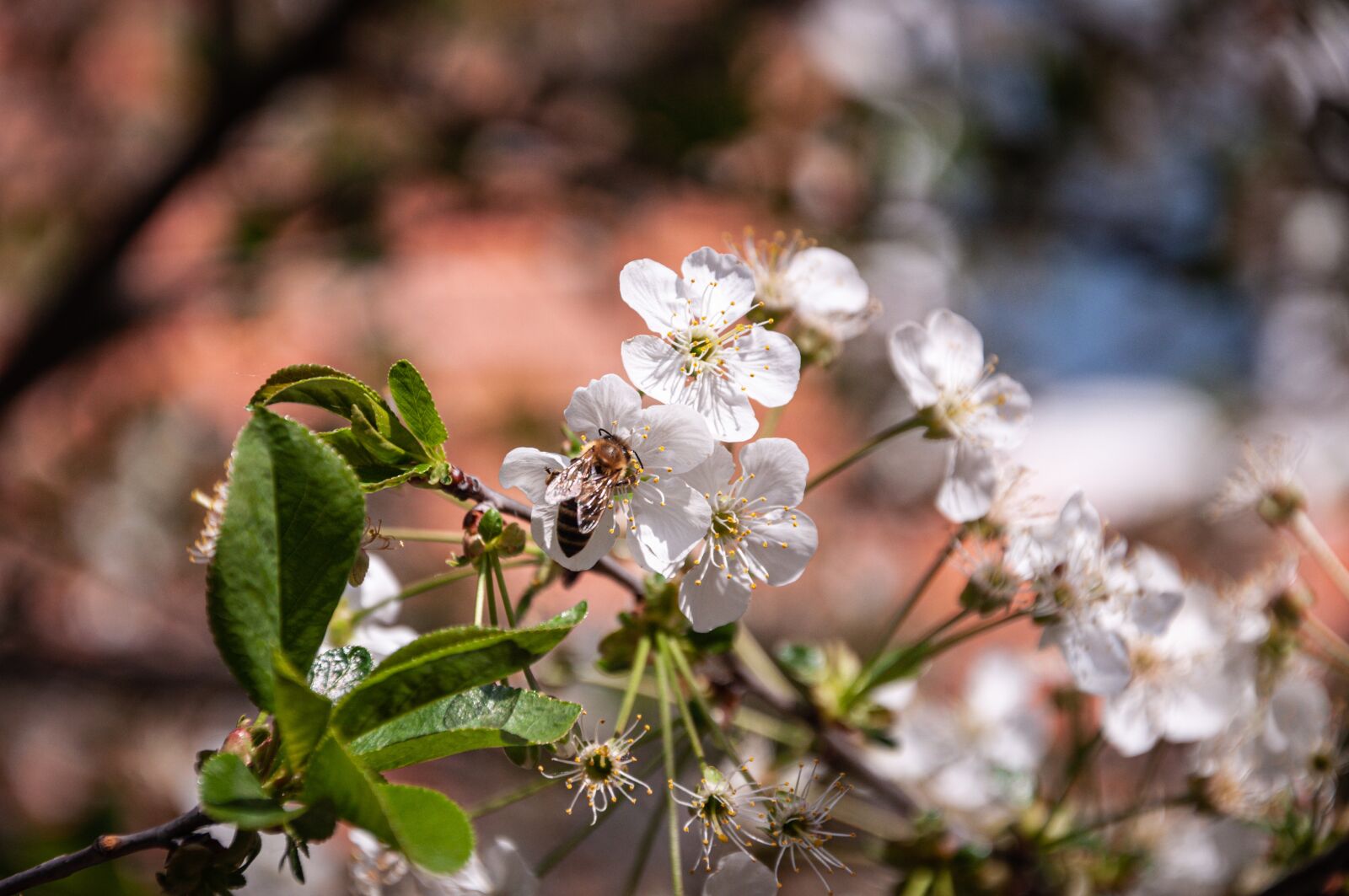Nikon D90 sample photo. White, flower, spring photography