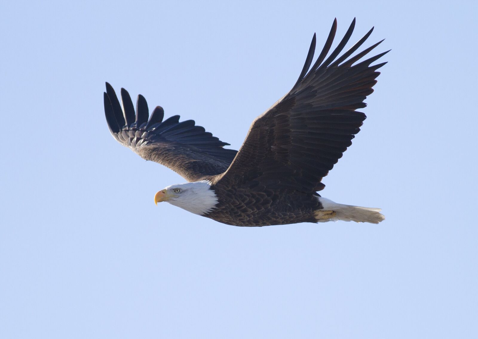 Canon EOS 7D sample photo. Eagle, bald, flying photography