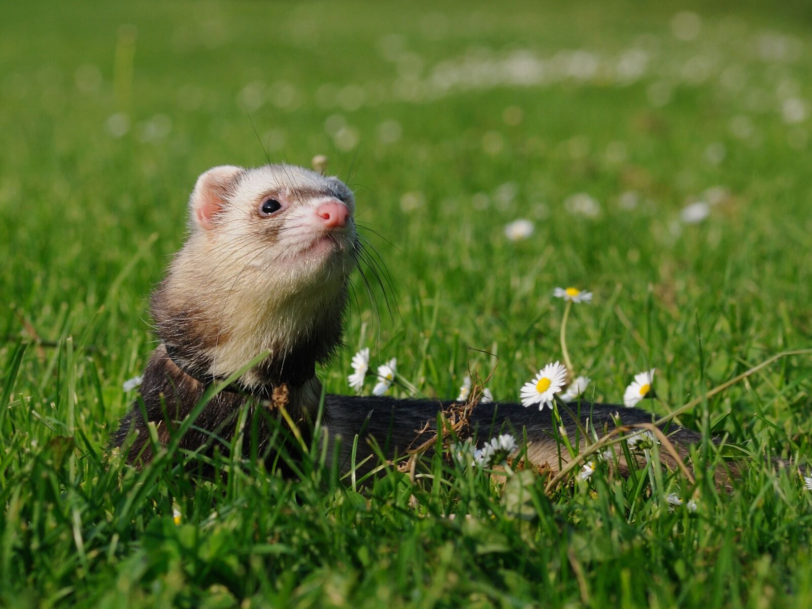 Nikon D300 sample photo. Animal, ferret, domesticated photography