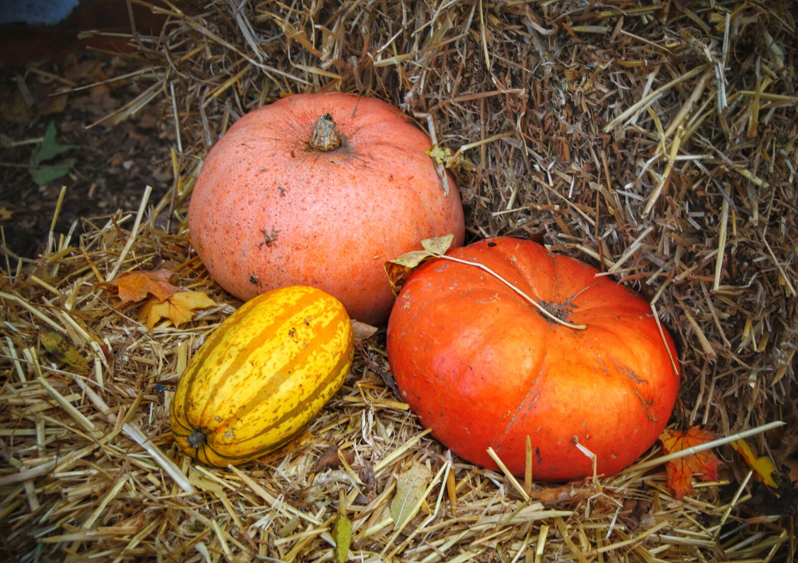 Sony SLT-A58 sample photo. Thanksgiving, pumpkins, halloween photography