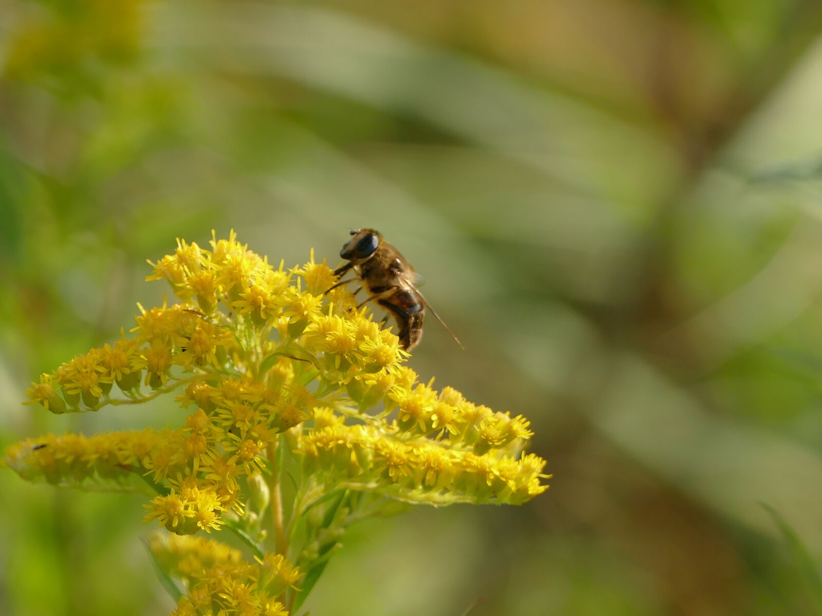 Panasonic Lumix DMC-FZ1000 sample photo. Insect, flower, animal photography