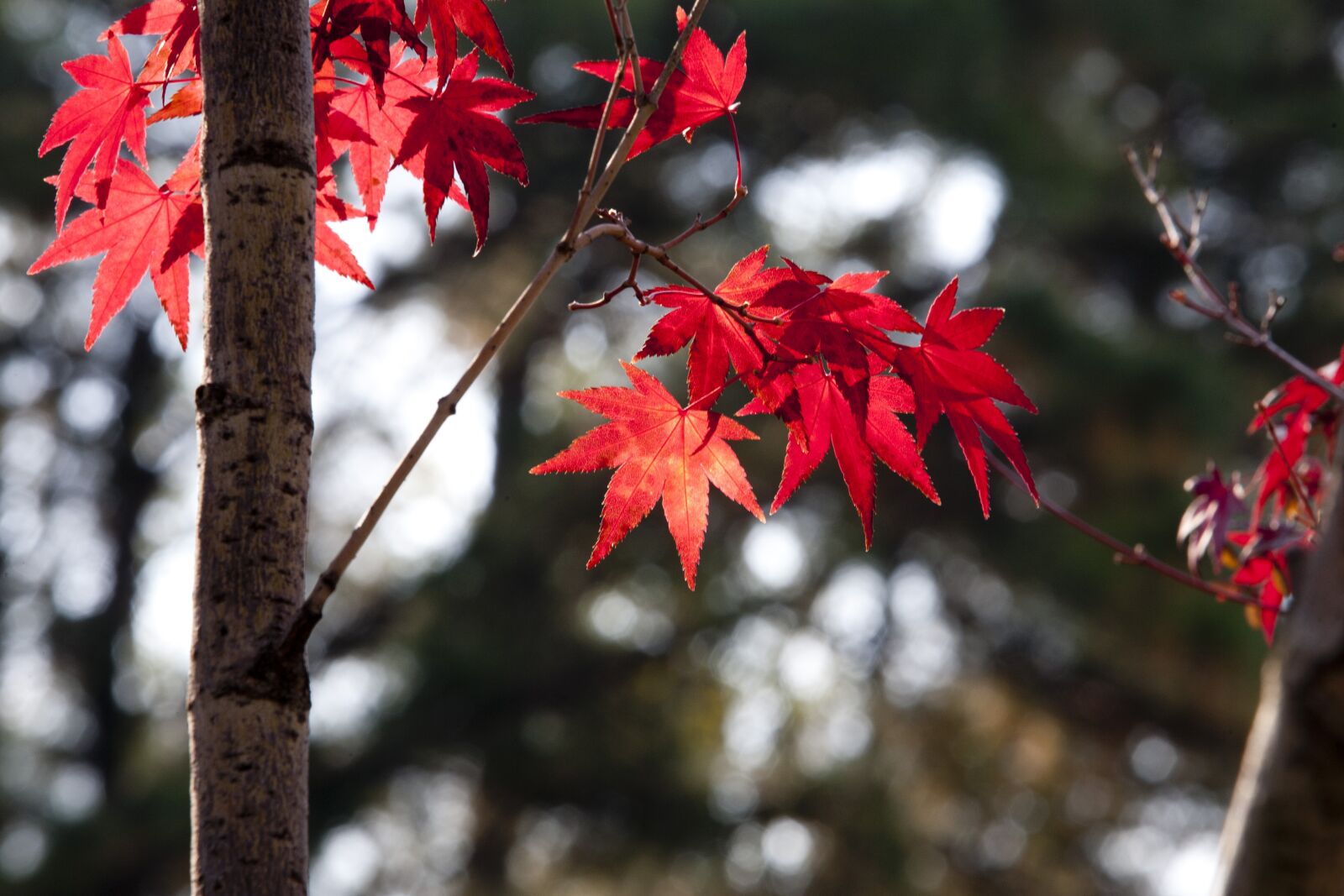 Canon EOS 5D sample photo. Autumn leaves, autumn, leaves photography