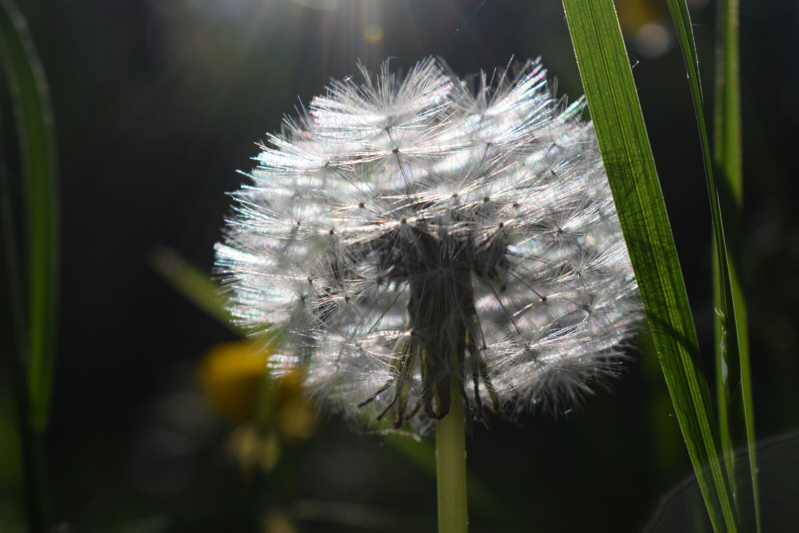 Nikon D5300 sample photo. Dandelion, backlighting, close up photography