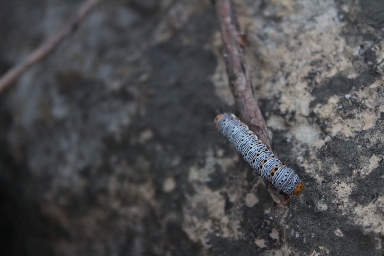 Canon EOS 1300D (EOS Rebel T6 / EOS Kiss X80) sample photo. Caterpillar, rock, worm photography