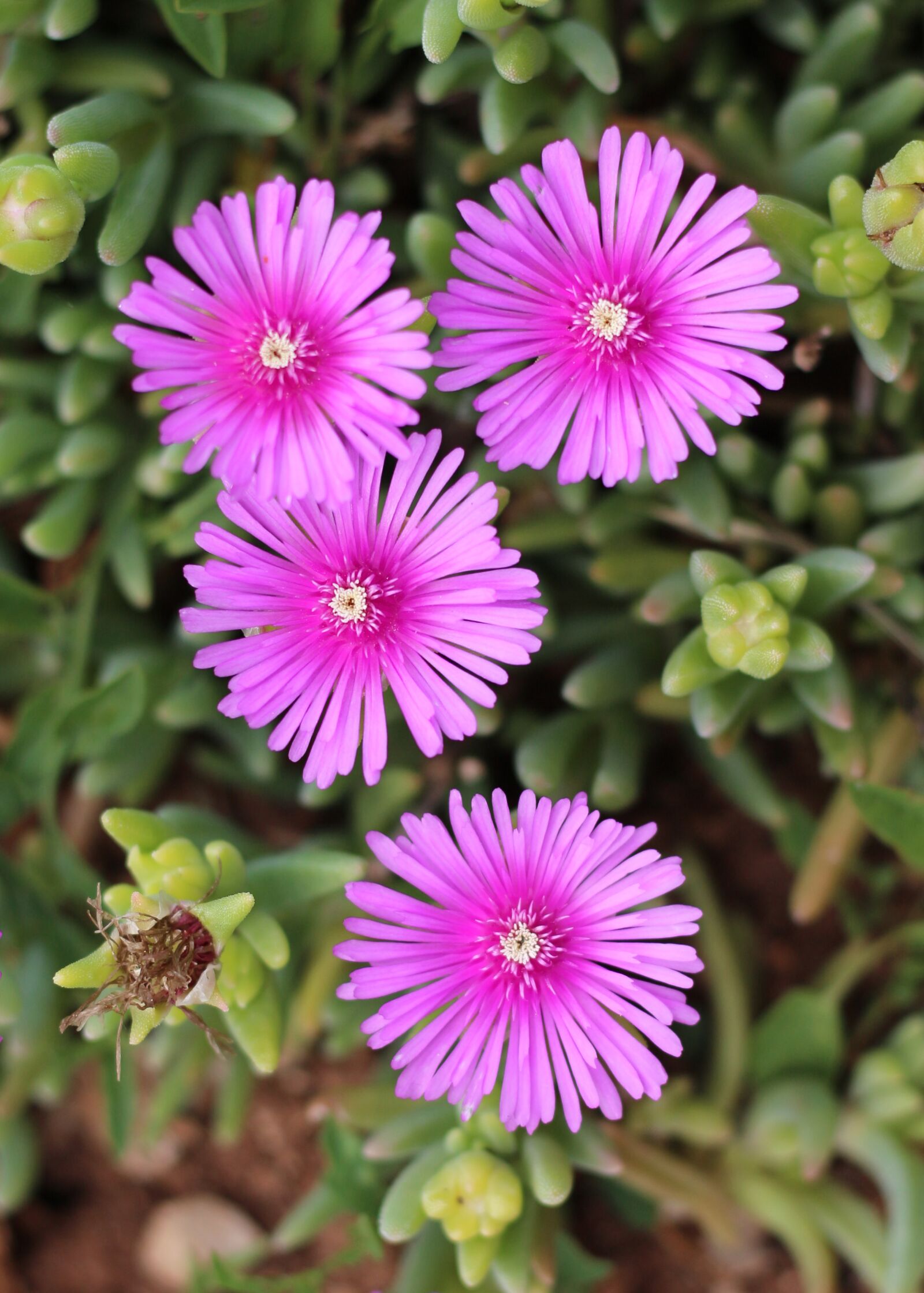 Canon EOS 700D (EOS Rebel T5i / EOS Kiss X7i) sample photo. Pink flowers, flowers, succulents photography