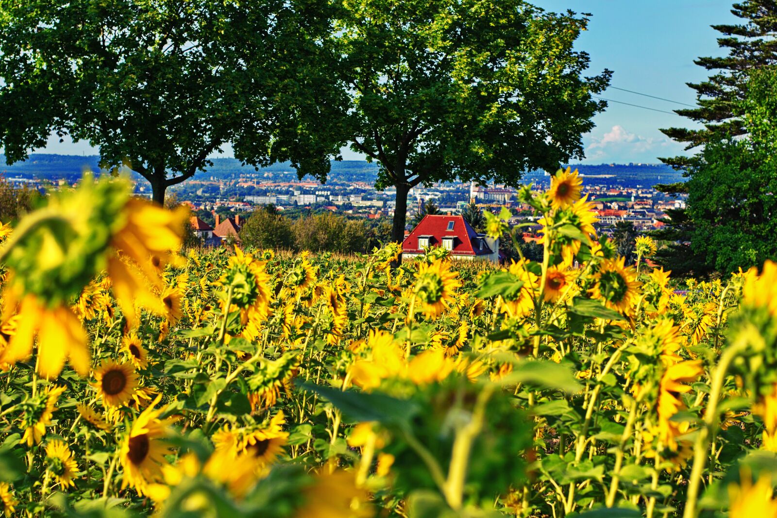 Nikon D5300 sample photo. Sunflower, flowers, field of photography