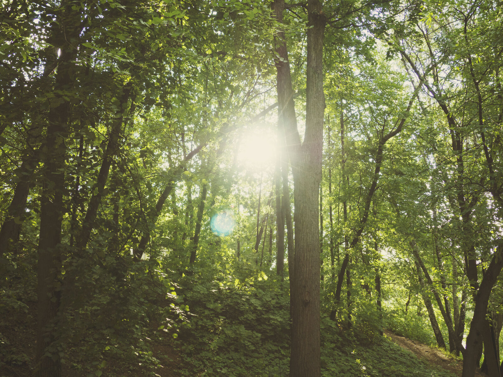 Olympus OM-D E-M10 II sample photo. Forest, landscape, light, nature photography