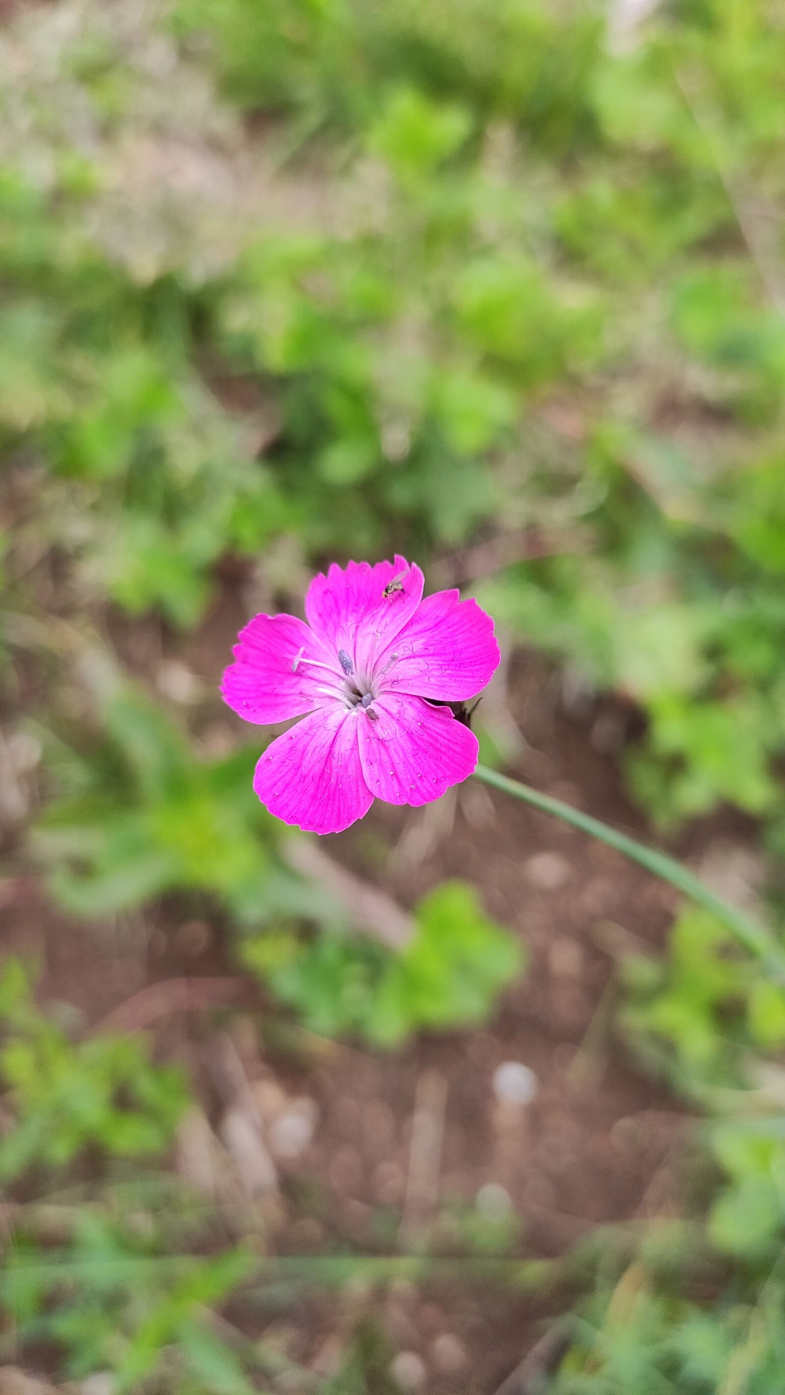 Xiaomi MI CC 9 sample photo. Flower, pink, beetle photography