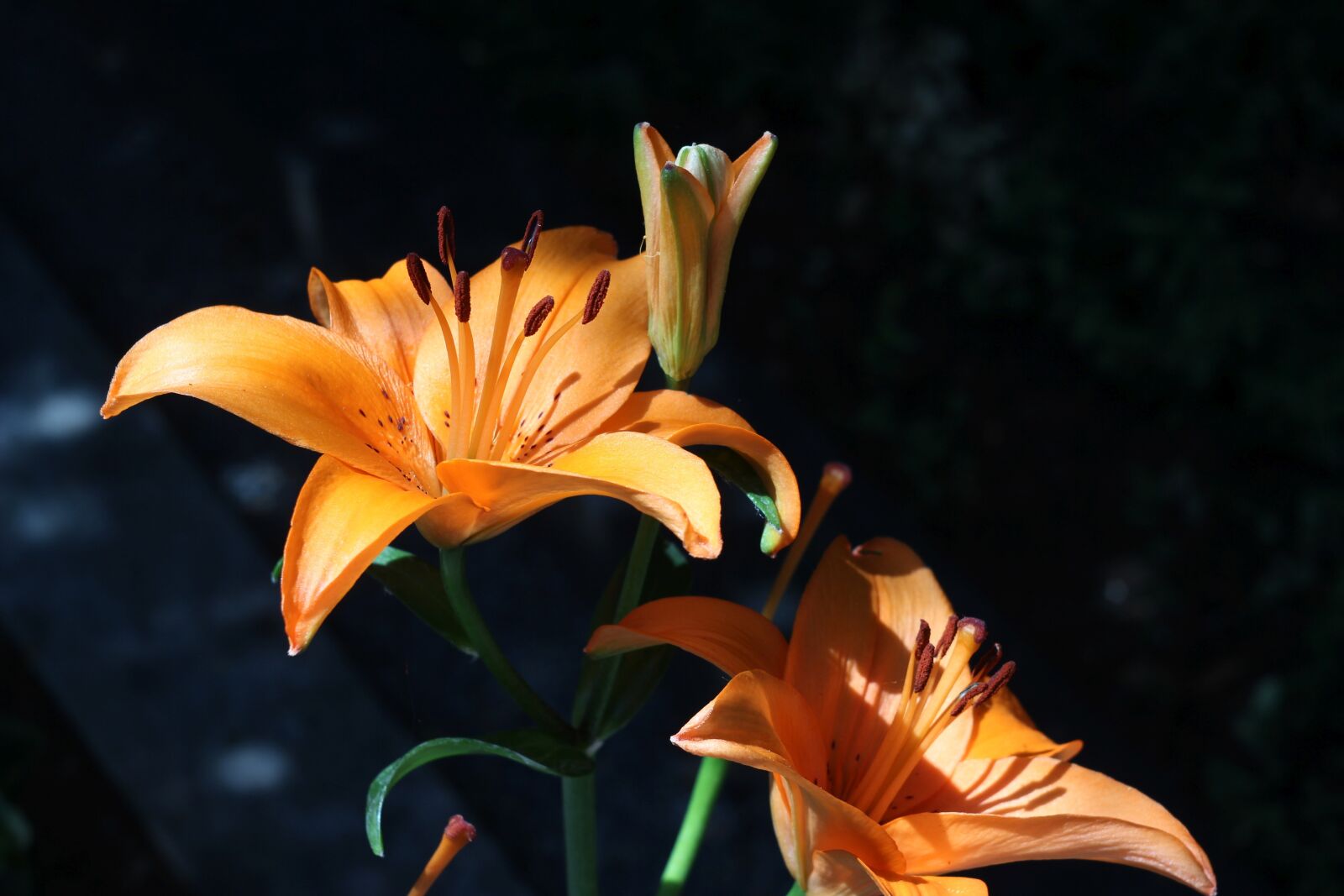 Canon EOS 600D (Rebel EOS T3i / EOS Kiss X5) sample photo. Lily, blossom, bloom photography