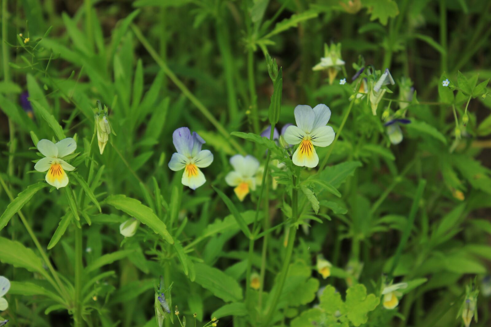 Canon EOS 550D (EOS Rebel T2i / EOS Kiss X4) sample photo. Flowers, russia, makrosemka photography