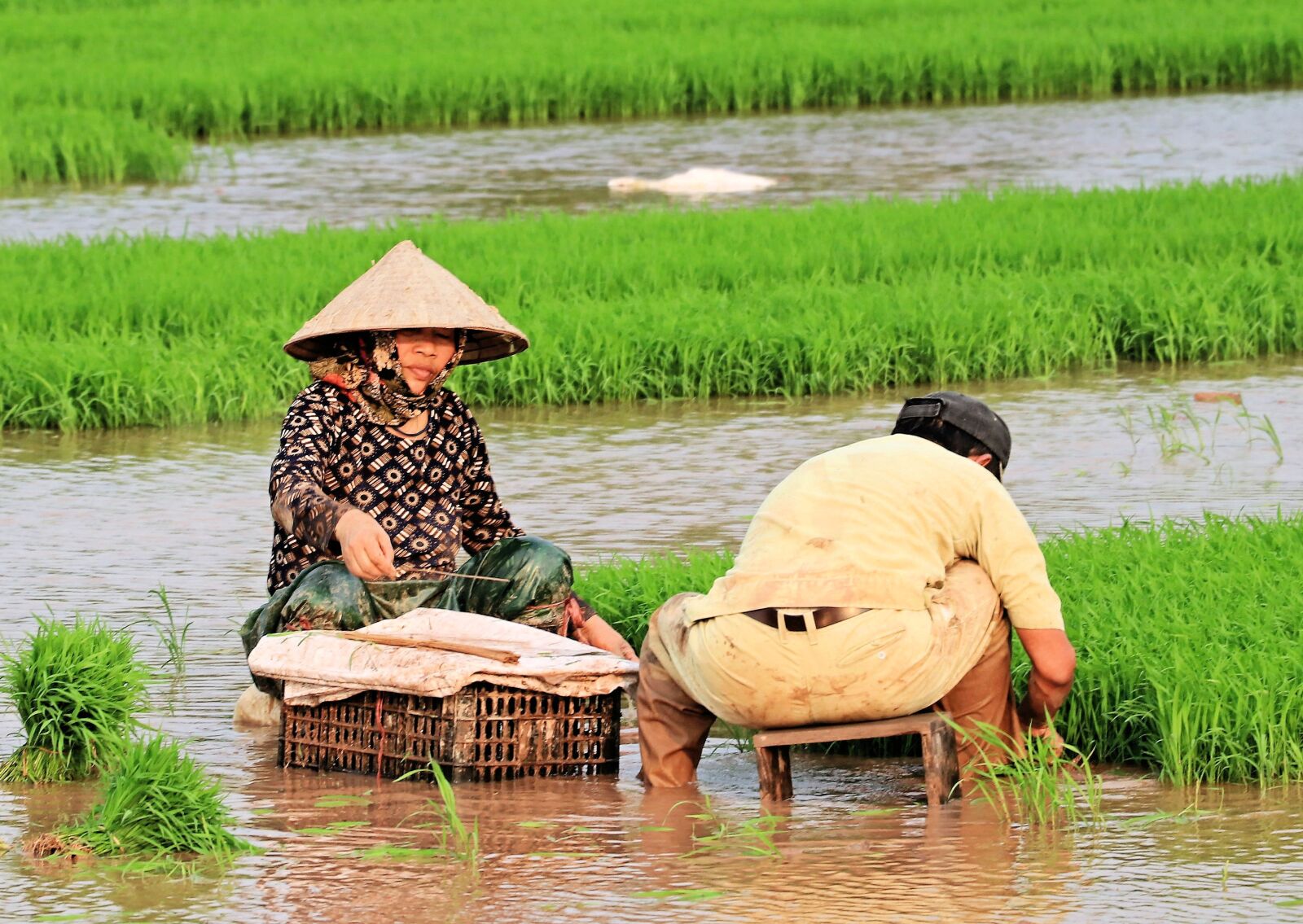 Canon EF-S 18-135mm F3.5-5.6 IS USM sample photo. Rice plants, spring, woman photography