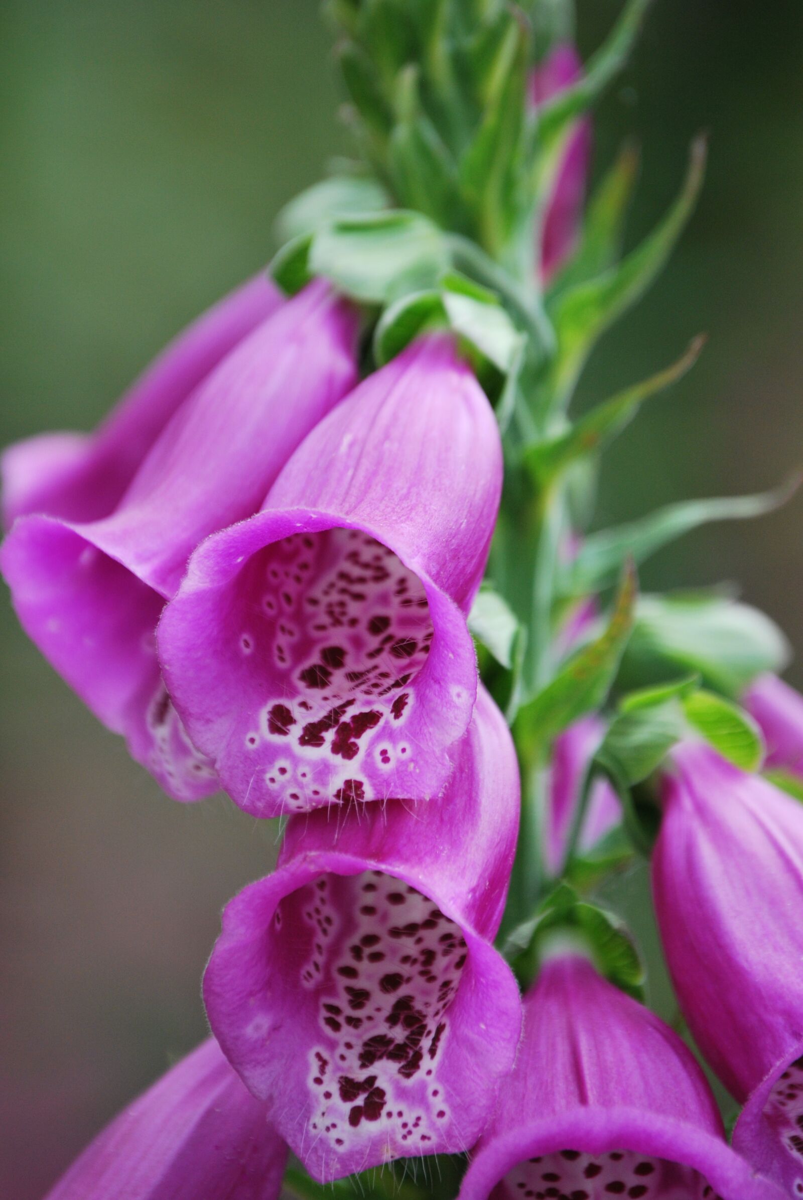 Nikon D60 sample photo. Foxglove, flower, flowers photography