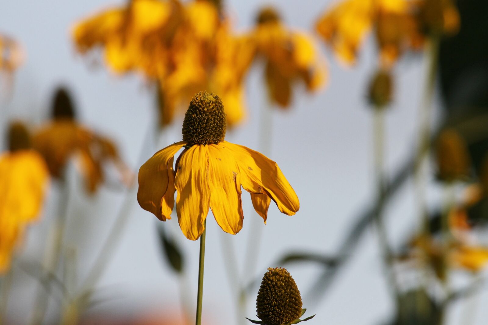 Canon EOS 1100D (EOS Rebel T3 / EOS Kiss X50) sample photo. Coneflower, echinacea, korblütler photography