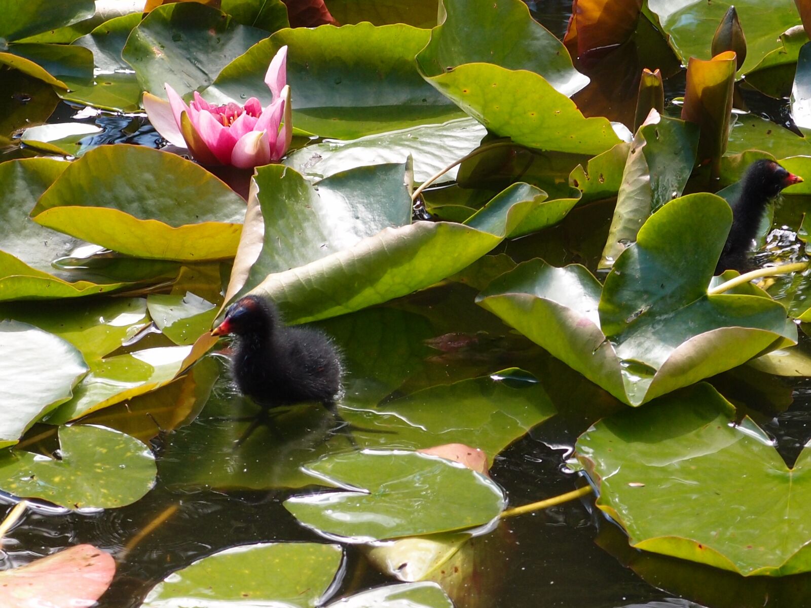 Olympus XZ-1 sample photo. Waterlily, flower, nature photography