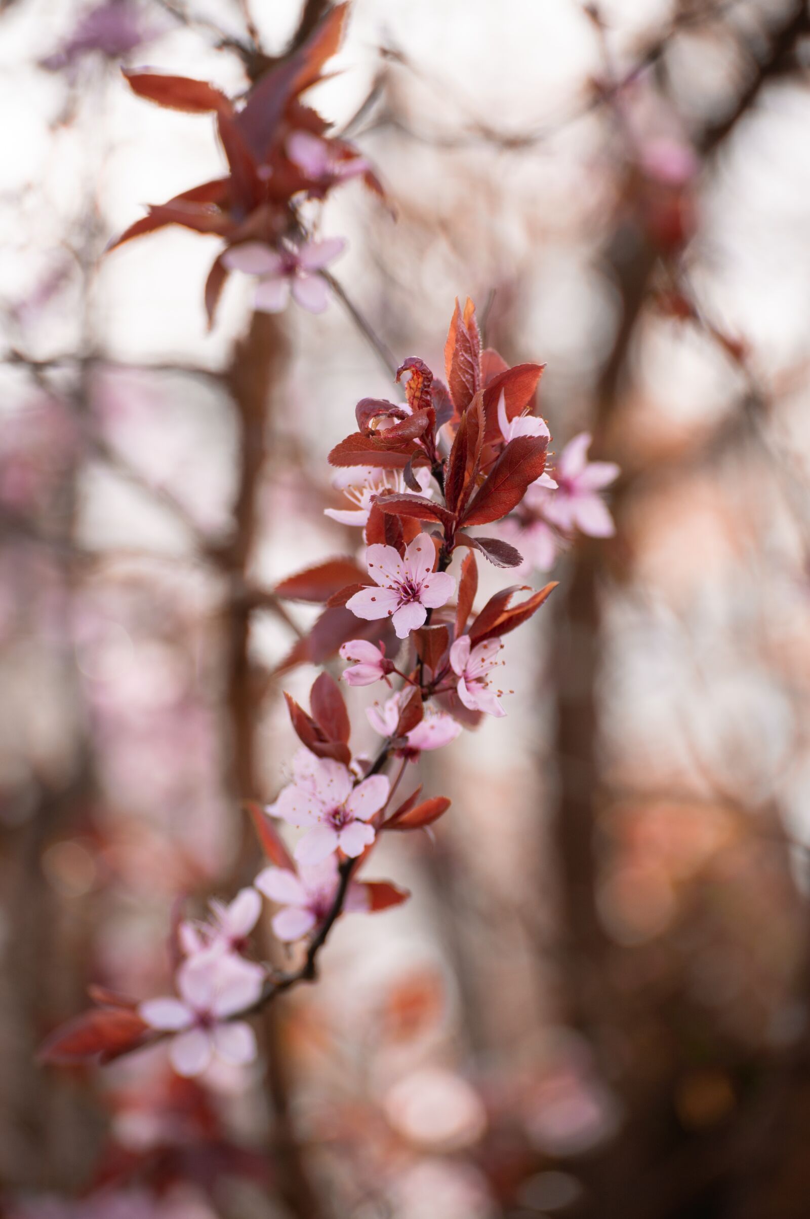 Nikon D3200 sample photo. Flower, close on, natural photography
