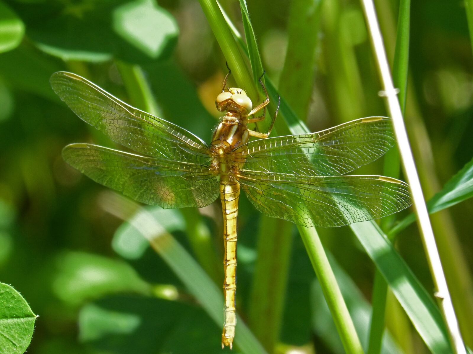 Panasonic DMC-FZ62 sample photo. Golden dragonfly, sympetrum meridionale photography