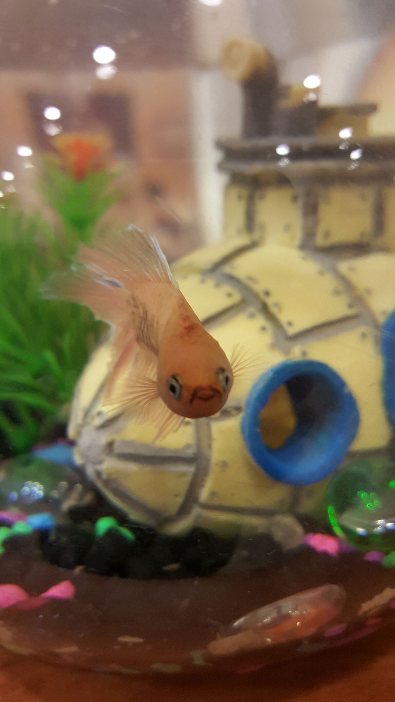 Samsung Galaxy S6 sample photo. Fish, betta fish, animal photography