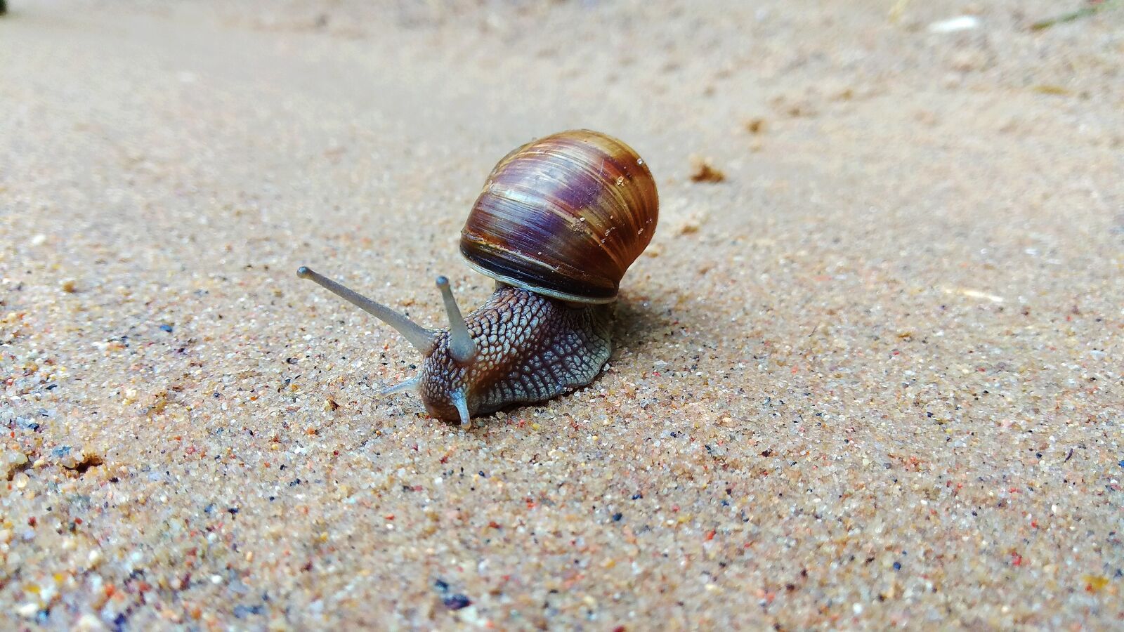 Xiaomi Redmi Note 4 sample photo. Nature, animals, snail photography