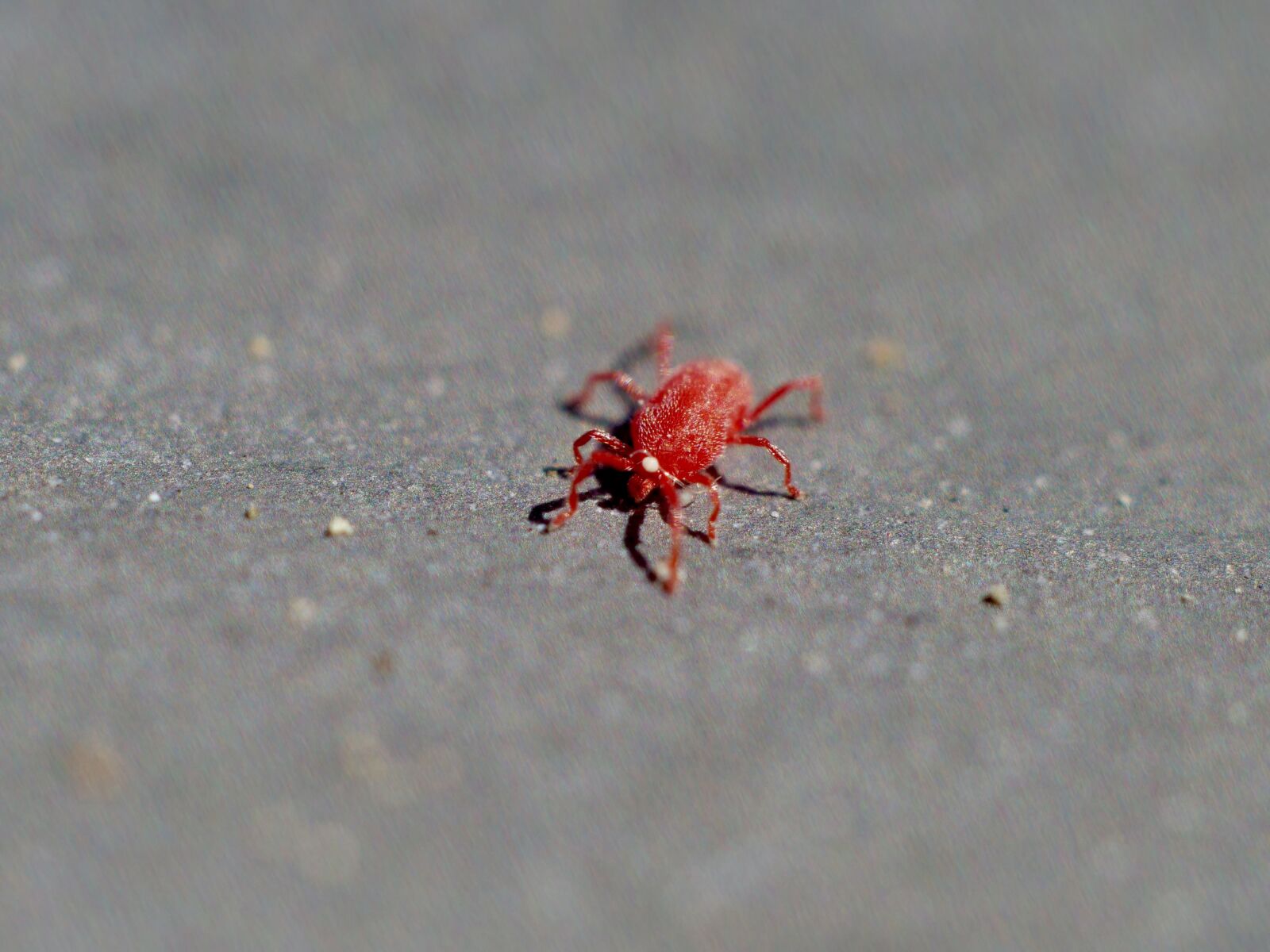 Panasonic Lumix DC-G9 sample photo. Spider, red, macro photography