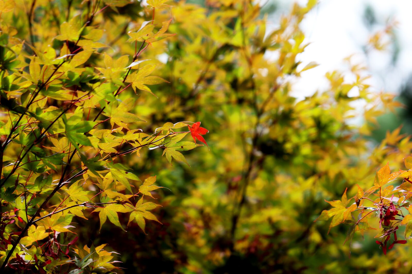 Canon EOS 7D Mark II + Canon EF 100mm F2.8L Macro IS USM sample photo. Autumn leaves, maple leaf photography