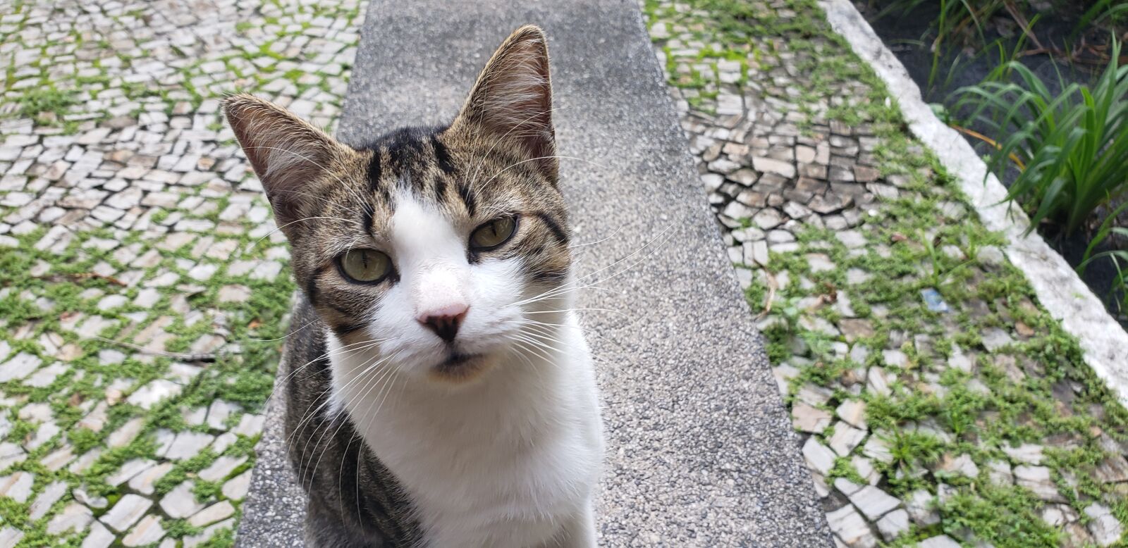 Samsung Galaxy S9 sample photo. Cat, animal, pet photography