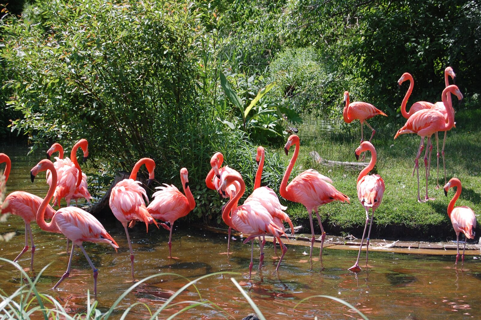 Nikon D40 sample photo. Flamingo, pink, animal photography