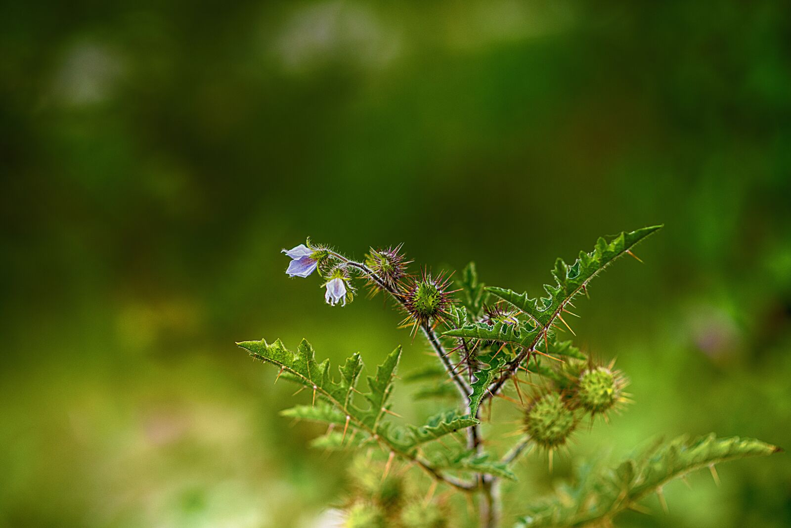 Nikon D600 sample photo. Flower, nature, plant photography