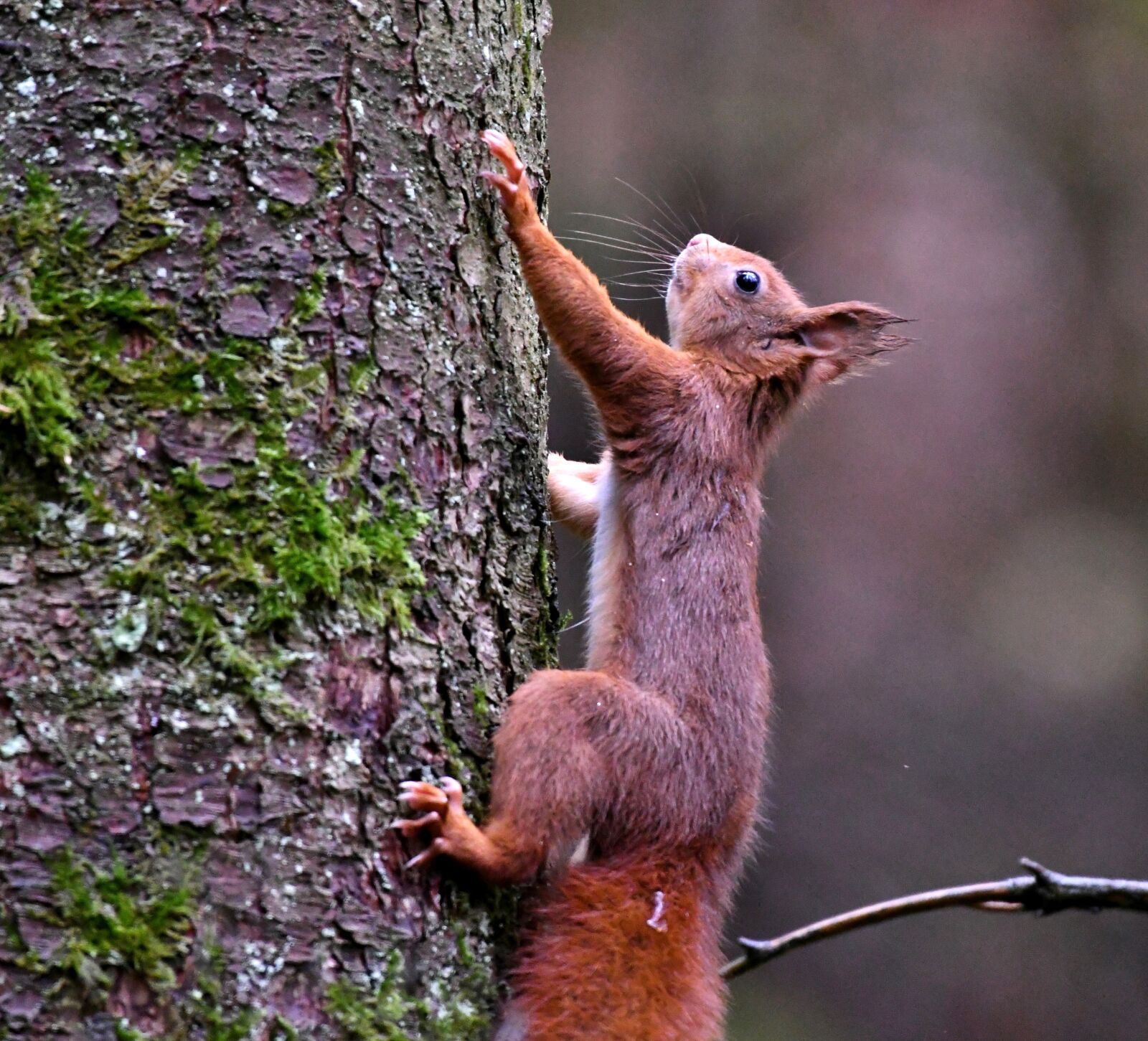 Nikon D500 sample photo. Squirrel, wild, rodent photography