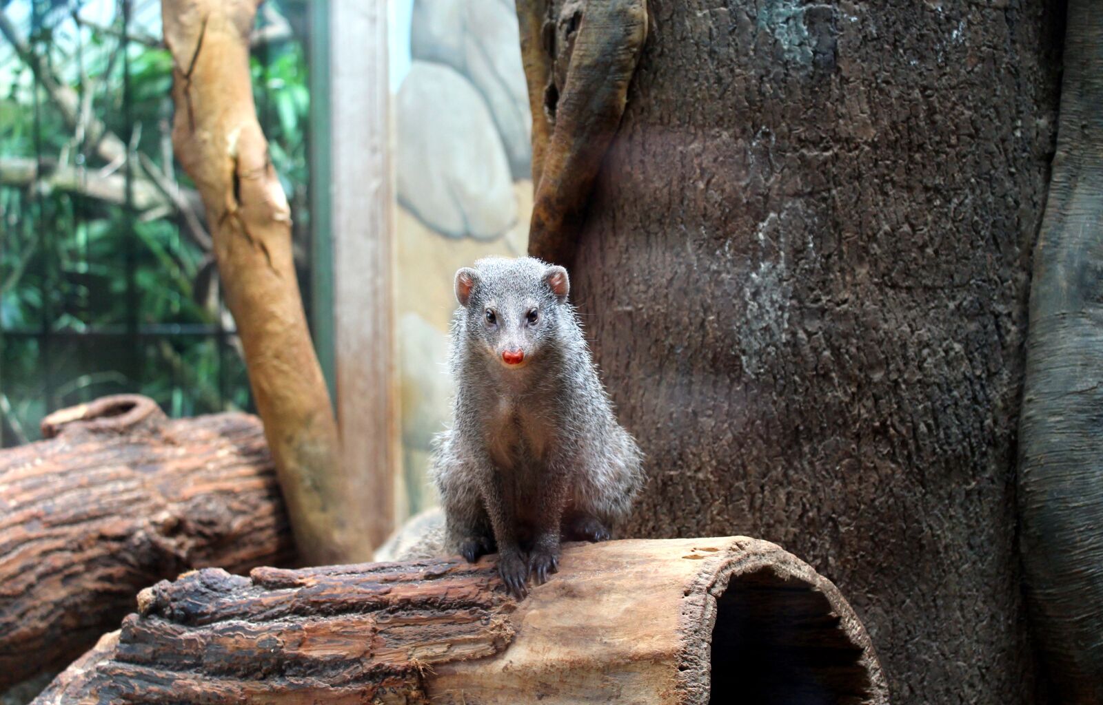 Canon EOS 1100D (EOS Rebel T3 / EOS Kiss X50) sample photo. Mongoose, rodent, animal photography
