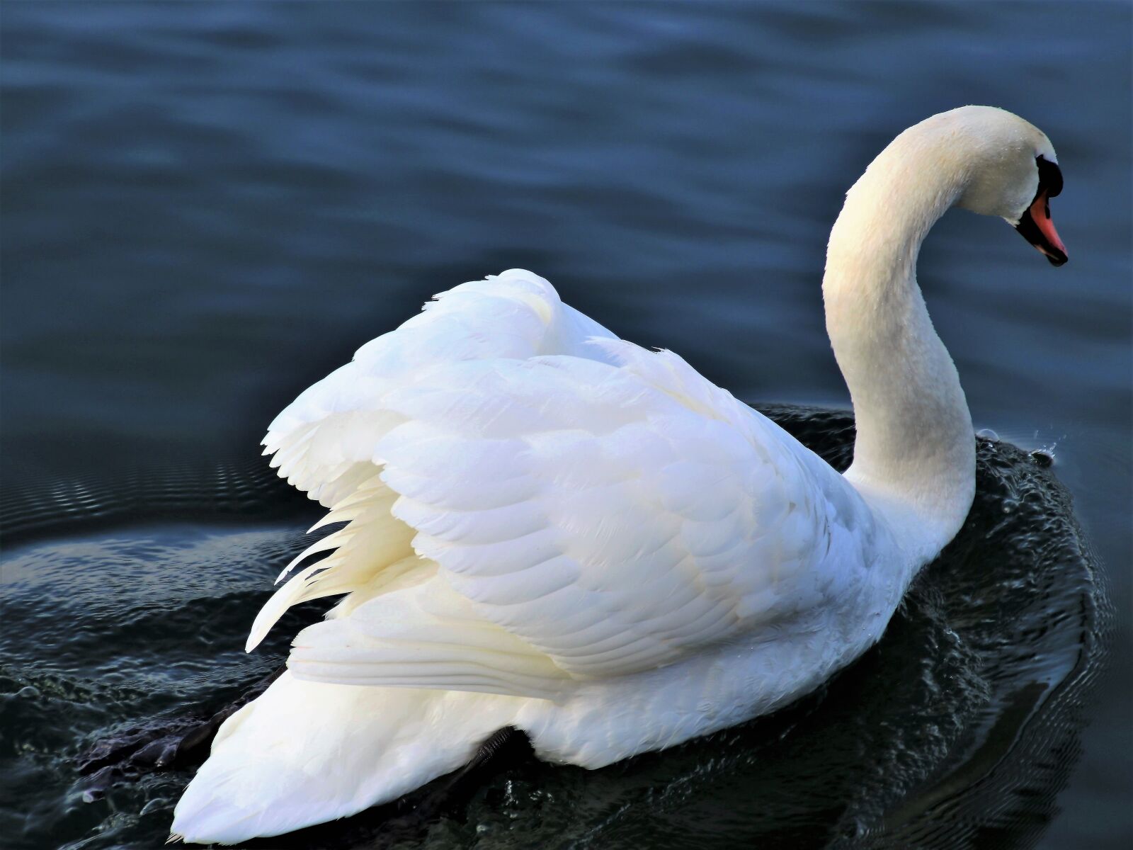 Canon EOS 80D sample photo. Lake, water, bird photography