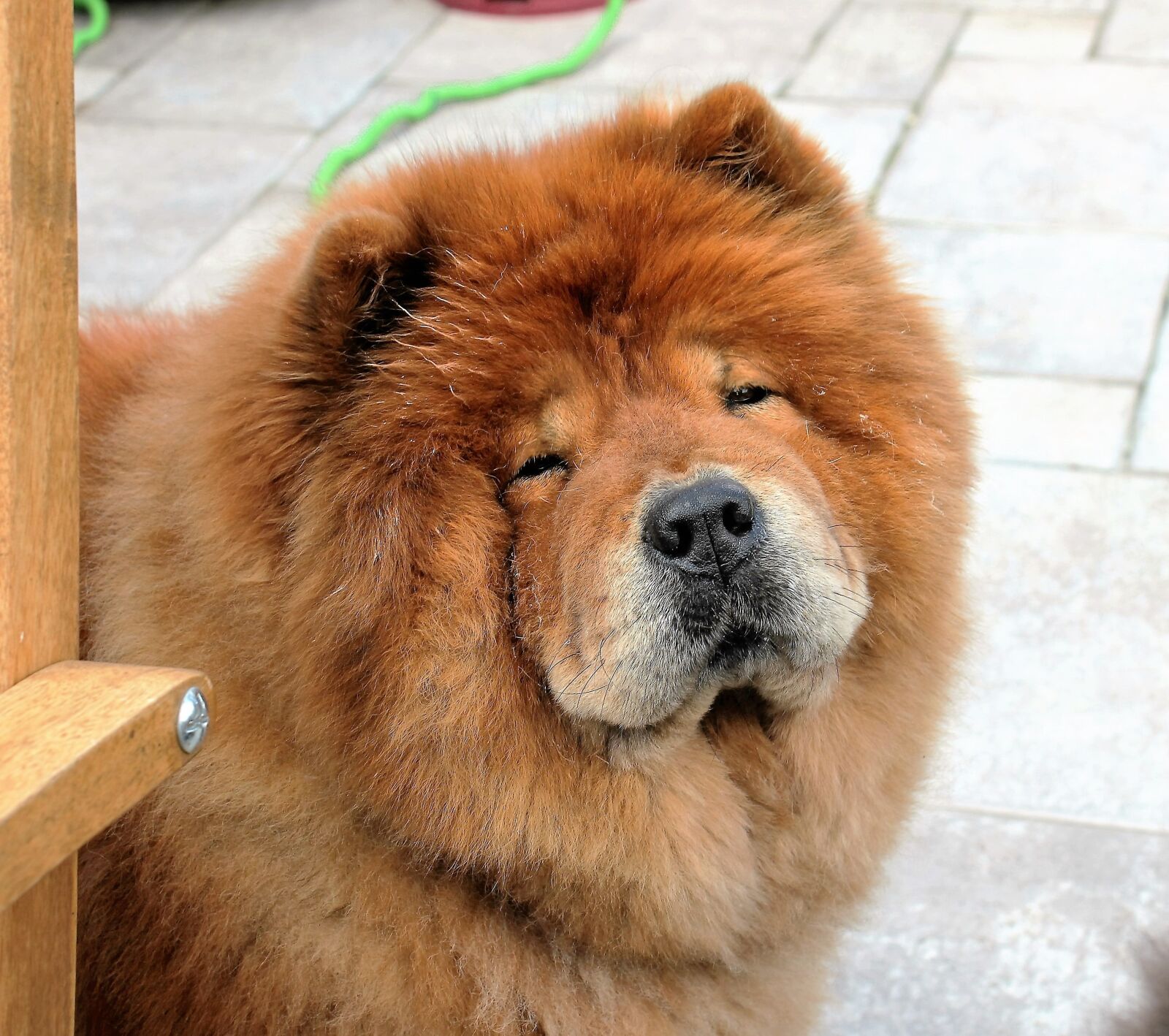 Canon EOS 550D (EOS Rebel T2i / EOS Kiss X4) sample photo. Snout, cute, pets photography