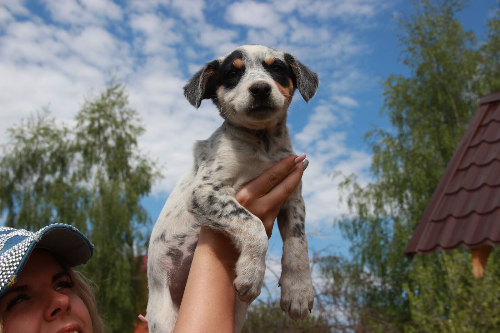 Canon EOS 600D (Rebel EOS T3i / EOS Kiss X5) sample photo. Dog, puppy, sky photography